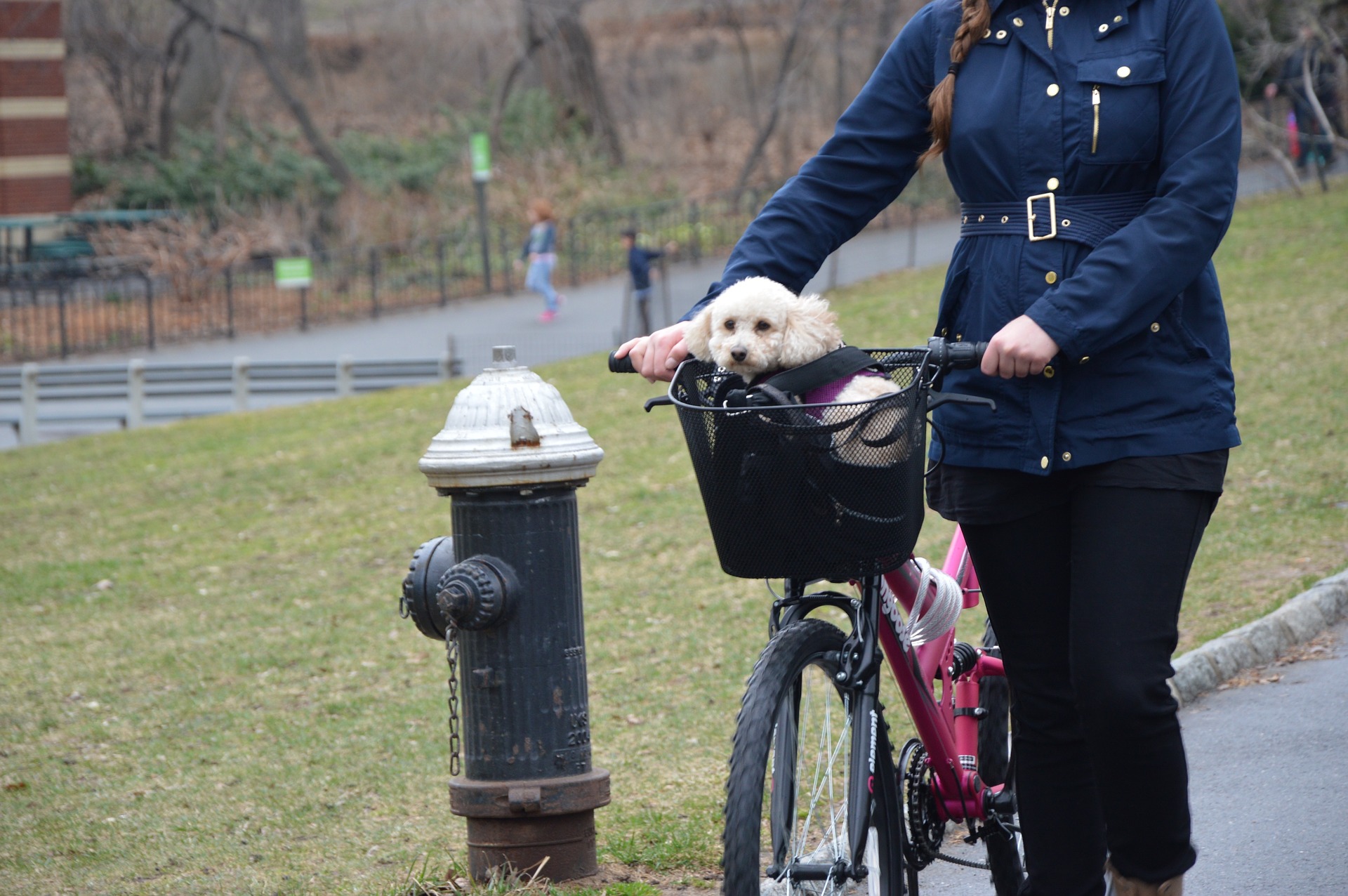 Pes cestující v košíku pro psy na kolo 